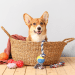 useful dog essentials