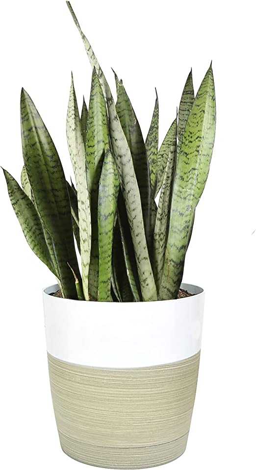Potted Snake Plant |